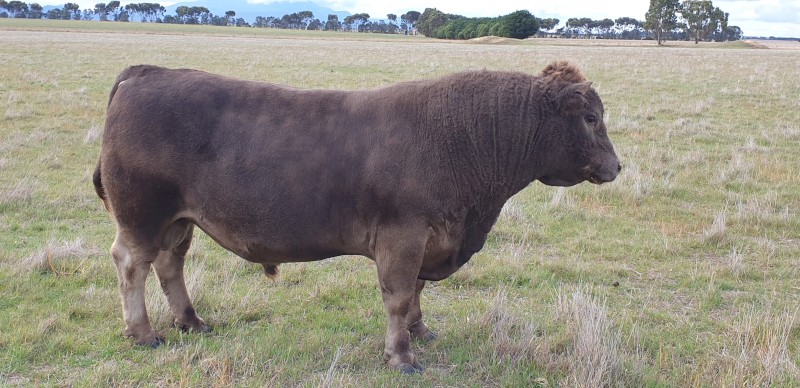 Square Meater Bull Farm Tender