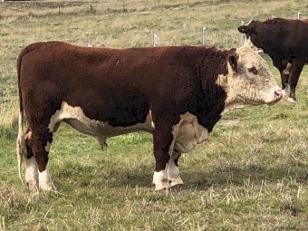 Aintree Farm Hereford 'Robin Hood' AFMQ002 Bull