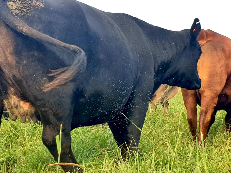 FREE: Buffalo Fly Treatment