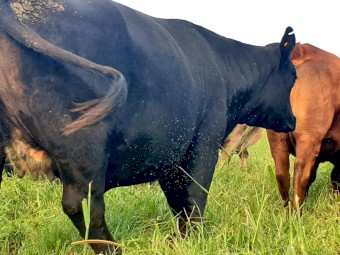 FREE: Buffalo Fly Treatment