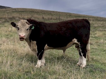 Aintree Farm Hereford Superstar AFMQ006 Bull
