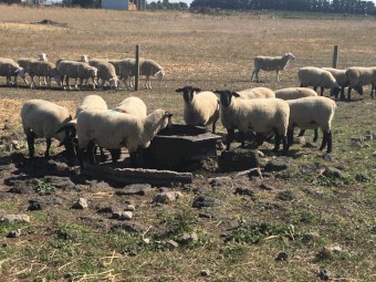 Registered Suffolk Ewes 
