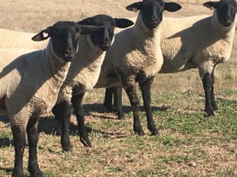 Registered Suffolk Ewes 