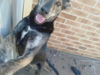 Kelpie cross Bull Arab 1 year old looking for new home