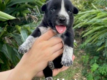 Australian Cattle Dog X Kelpie 