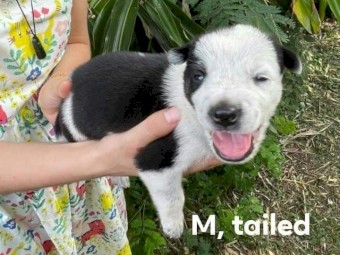 Australian Cattle Dog X Kelpie 