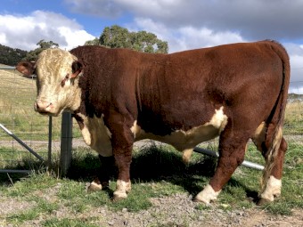 Aintree Farm Hereford Major AFMP028 Stud Bull
