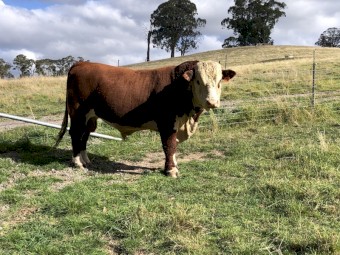 Aintree Farm Hereford 'Farm Major' Stud Bull 