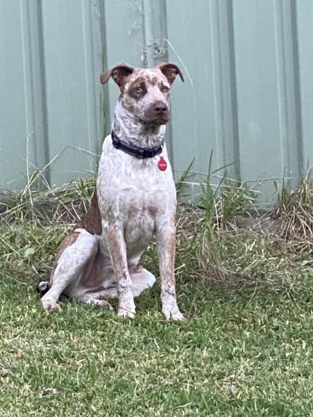 Free to Good Home Cattle dog 