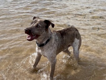 Free to Good Home Cattle dog 