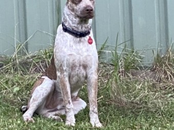 Free to Good Home Cattle dog 