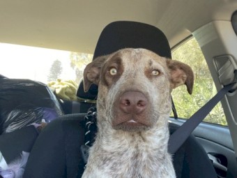 Free to Good Home Cattle dog 