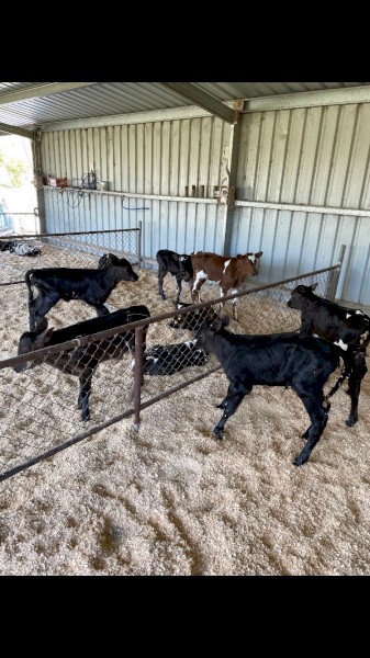 Friesian cross jersey calves for sale 