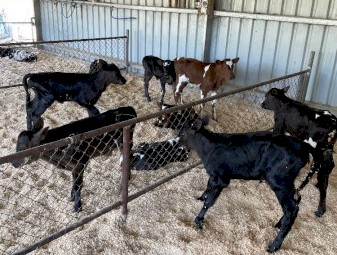 Friesian cross jersey calves for sale 