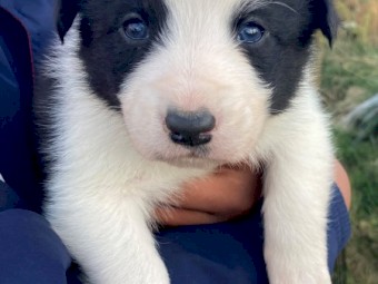 Australian Shepherd X Border collie pups 