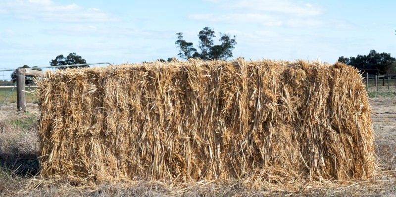 Wheaten Hay