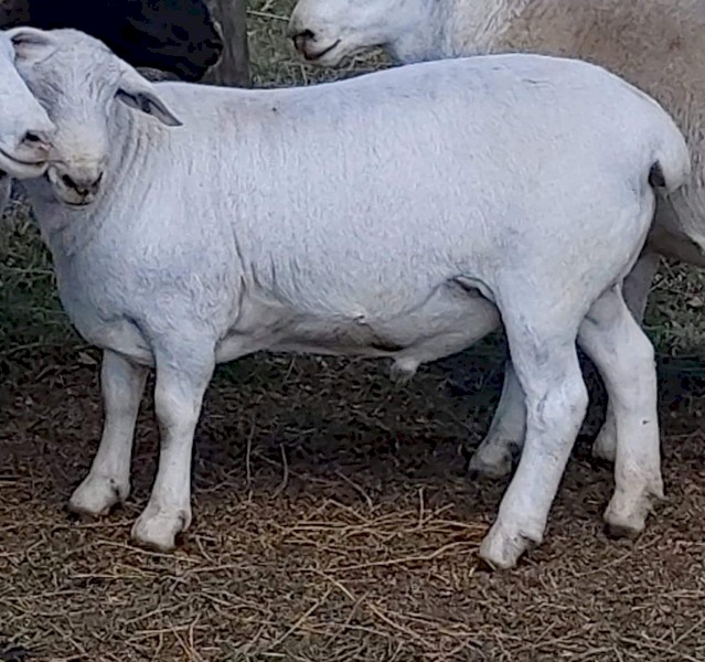 AUSTRALIAN WHITE RAM