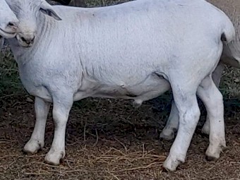 AUSTRALIAN WHITE RAM
