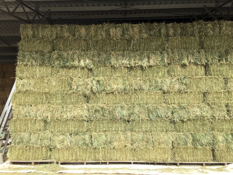 Rye Grass Hay Small Square Bales