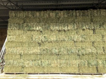 Rye Grass Hay Small Square Bales