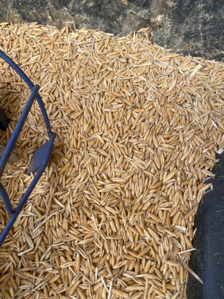 Yarran Oats available for seed