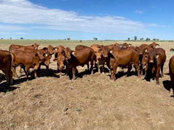 120 Droughtmaster Heifers