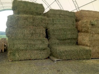 Oaten Hay for sale delivery avialable