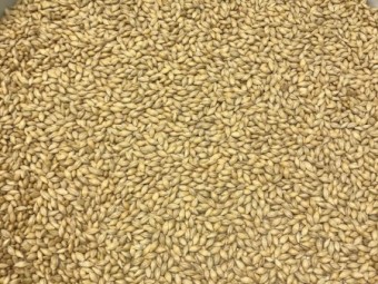 Spartacus CL Barley seed