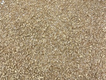 Sheriff Wheat seed