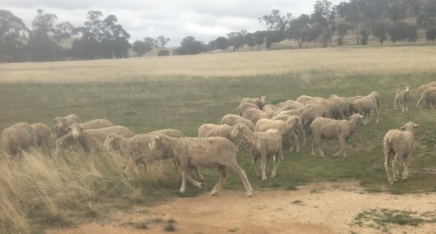 Merino Wethers highly productive