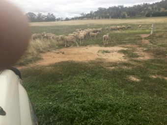 Merino Wethers highly productive