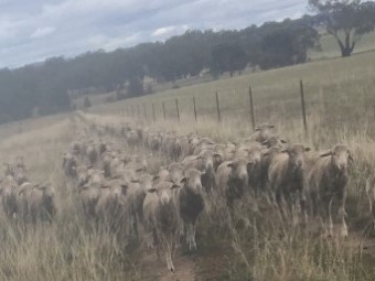 Merino Wethers highly productive