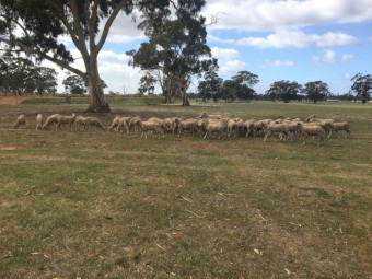 Merino Wethers highly productive