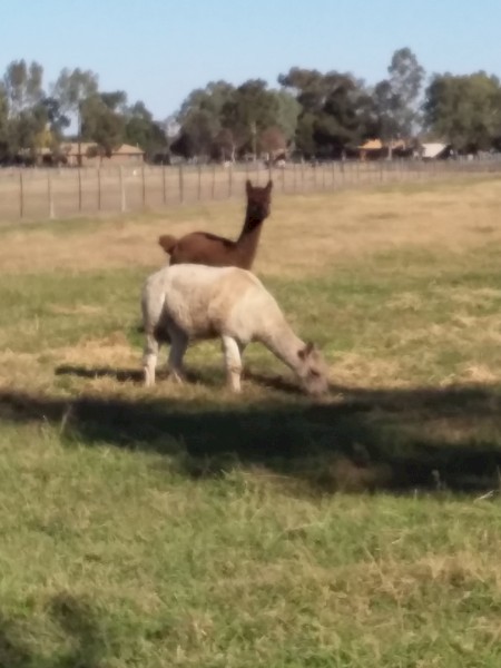 2 x alpacas