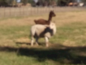 2 x alpacas