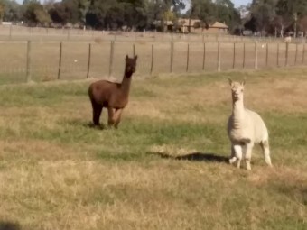 2 x alpacas
