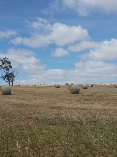 Oaten Hay 5x4 Large Round Bales