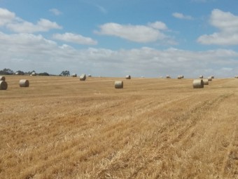 Oaten Hay 5x4 Large Round Bales