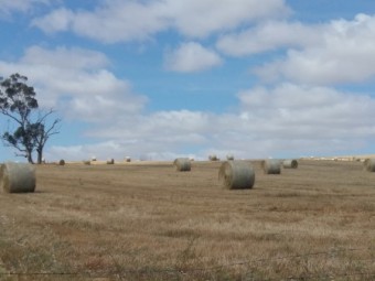 Oaten Hay 5x4 Large Round Bales