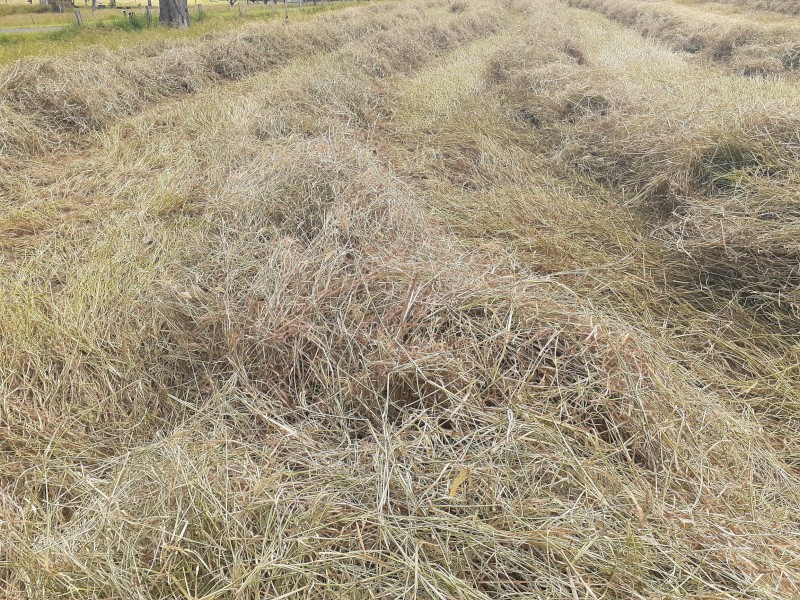 100 bales of high quality Rhodes Grass 4x4 Round Bales Wrapped. Price is for purchase of 100 Bales