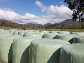 100 bales of high quality Rhodes Grass 4x4 Round Bales Wrapped. Price is for purchase of 100 Bales