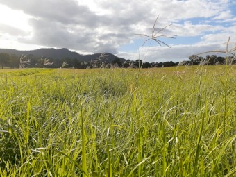 100 bales of high quality Rhodes Grass 4x4 Round Bales Wrapped. Price is for purchase of 100 Bales