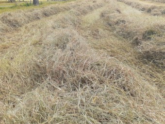 100 bales of high quality Rhodes Grass 4x4 Round Bales Wrapped. Price is for purchase of 100 Bales