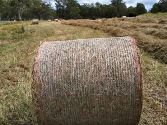 100 bales of high quality Rhodes Grass 4x4 Round Bales Wrapped. Price is for purchase of 100 Bales