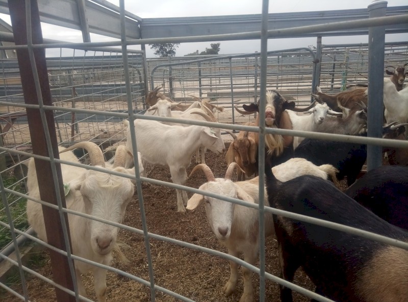 Goat  Herd for sale
