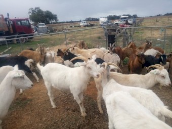Goat  Herd for sale
