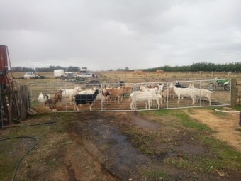 Goat  Herd for sale