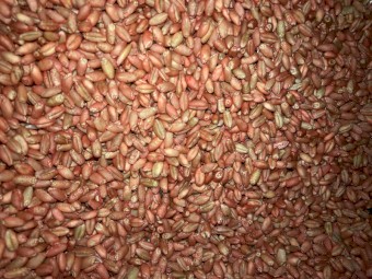 23mt Wheat seed