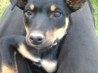 Kelpie Pups (Males Only)
