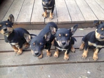 Kelpie Pups (Males Only)